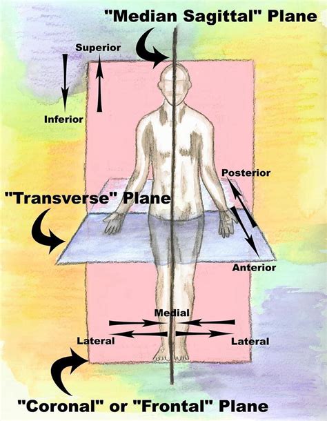 Body Planes Paramedic Nremt Anatomy Human Anatomy And Physiology