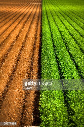 Crops Grow On Fertile Farm Land High Res Stock Photo Getty Images