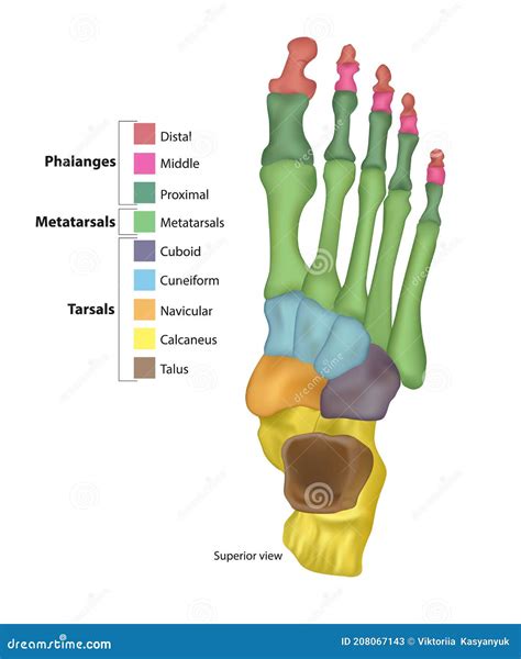 Proximal Phalanx Foot Anatomy