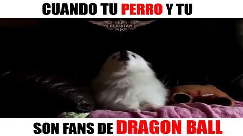 Cuando A Tu Perro Y A Ti Les Gusta Dragon Ball Youtube