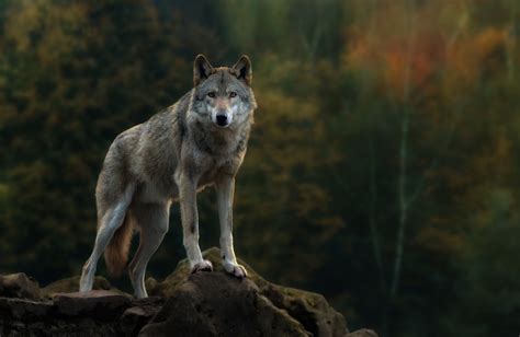 You can share this wallpaper in social networks, we will be very grateful to you. animals, Nature, Wolf Wallpapers HD / Desktop and Mobile Backgrounds