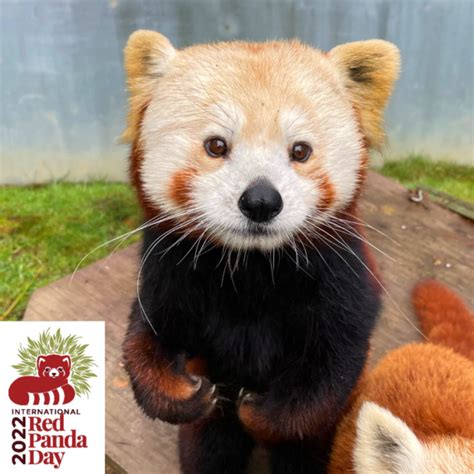 Donate To Help Save The Red Pandas In Honor Of International Red Panda