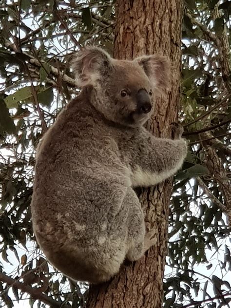 Saw This Lovely Koala On My Walk Today Rbrisbane