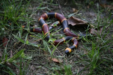 Eastern Coral Snake Facts Description Diet And Pictures
