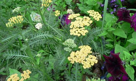 Yarrow Plant Easy Growing Pollinator Lure Epic Gardening 2023