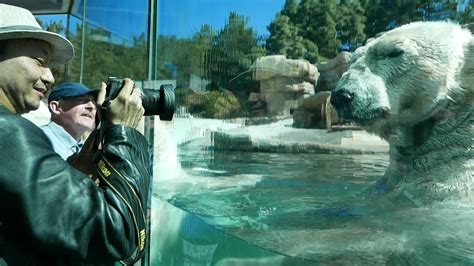 Polar Bears For Kids San Diego Zoo W Close Up Views Youtube