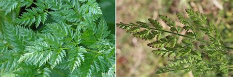 How To Tell The Difference Between The Healing Queen Annes Lace And