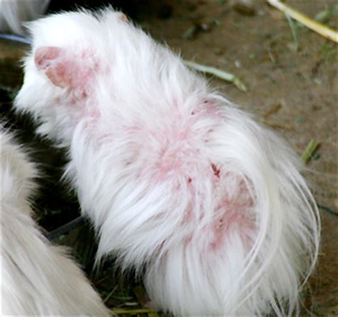If you see barbering behavior between multiple guinea pigs, put them in separate cages.9 x research source. Fondle Face Guinea Pig Diseases Fur mites