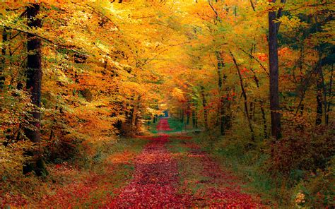 Autumn Forest Wallpapers 6877135