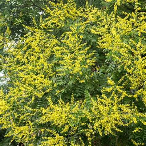 Koelreuteria Paniculata Golden Rain Tree Diacos