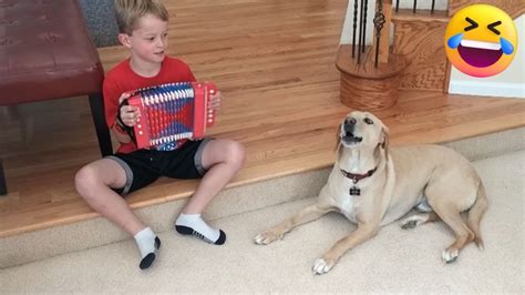 Animal Comedy Bonanza: Hilarious Pet Antics and More - Petastic's