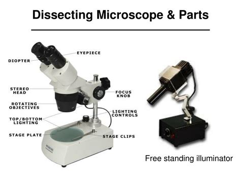 Parts Of A Dissecting Microscope Labeled