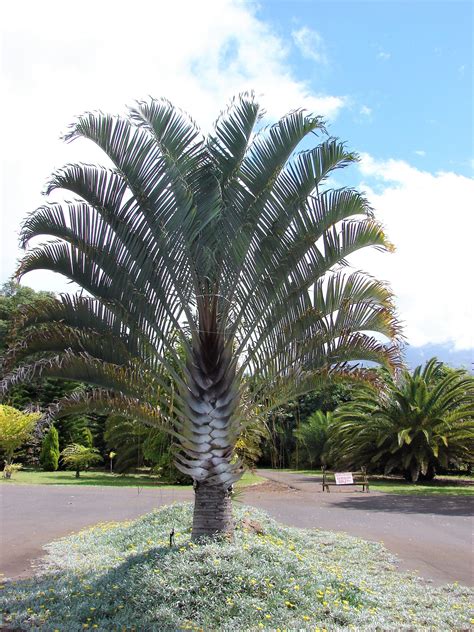 10 TRIANGLE PALM TREE Dypsis Decaryi Rare Tropical From - Etsy | Palm