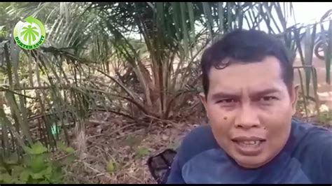 Djend Muhayat Panen Jengkol Di Kebun Sawit Youtube