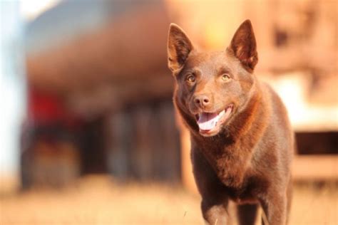 It stars koko as the title character, josh lucas, rachael taylor, and john batchelor. Red Dog star Koko dies - ABC News (Australian Broadcasting ...