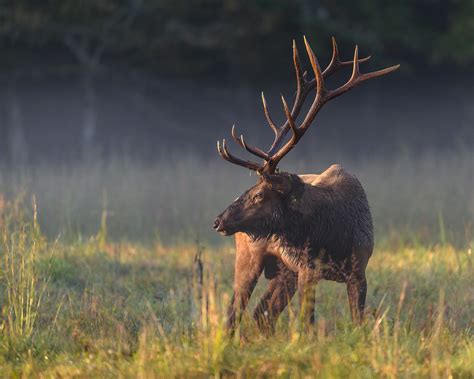 A Nikon D850 Review For Wildlife And Nature Photographers By Steve