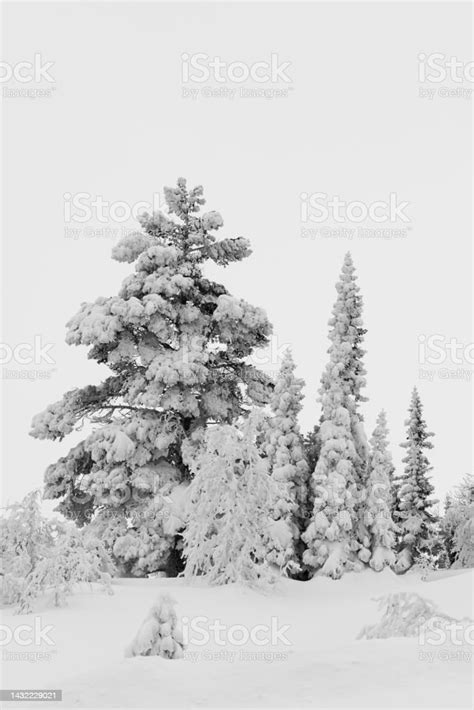 Snow Covered Trees Stock Photo Download Image Now Beauty In Nature