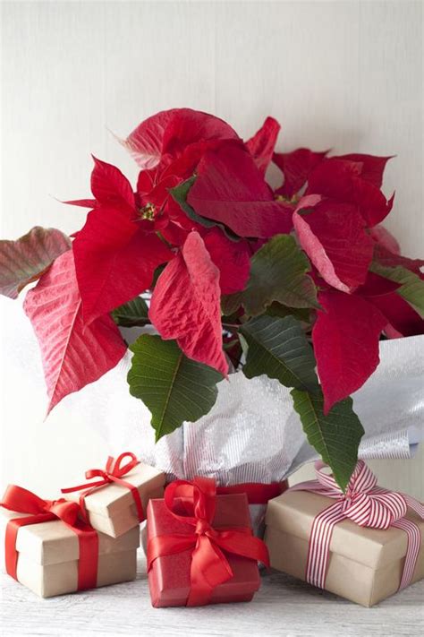 16 Best Christmas Plants Best Flowers For Christmas And Winter