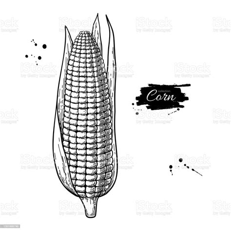 Corn Hand Drawn Vector Illustration Isolated Maize Sketch Vegetable