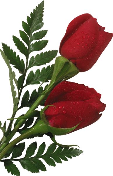 Red Roses Psd Official Psds
