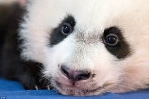 Washington Zoos Newest Panda Bei Bei Shows Dramatic Weight Gain In 1