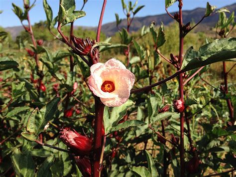 Edible Hibiscus How To Grow And Use Hibiscus Sabdariffa 59 Off