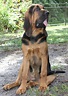 Bloodhound - Bluthund Hunde - Wesen, Temperament, Erziehung, Pflege