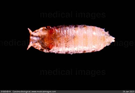 Stock Image Close Up Of A Fruit Fly Drosophila Sp Mature Pupa The