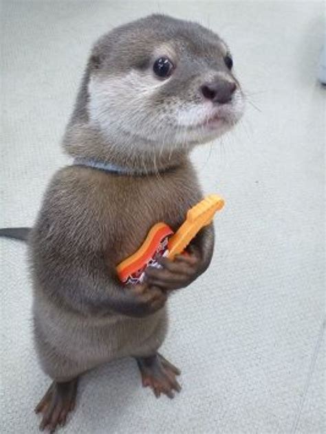 Im Here For Band Try Outs Sea Otter I Want U To Be My