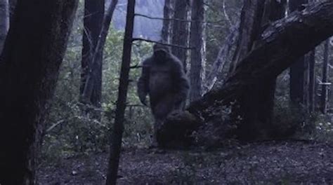 Possible Bigfoot Sightings Reported Twice In Northeastern Georgia R