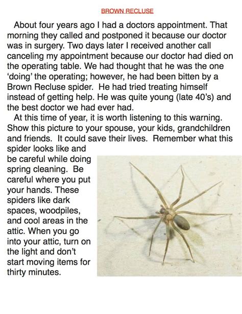 Doctor Dies Of Brown Recluse Spider Bite Brown Recluse Spider Bite