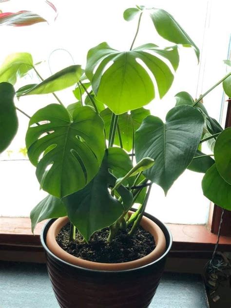 Some are climbers while the xanadu is more like philodendron selloum; Philodendron Birkin Aerial Roots - Philodendron