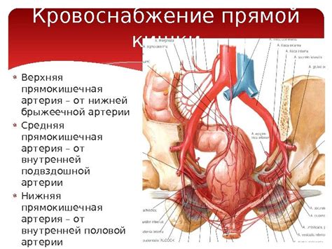 Анатомия сигмовидной ободочной и прямой кишки