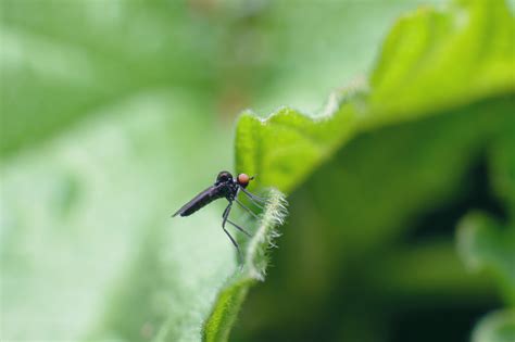 A Small Black Fly With Big Red Eyes Sits On A Green Juicy Leaf Side