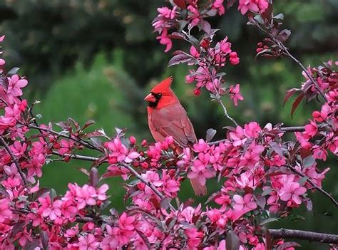 45 Best Spring Bird Photos Ever Birds And Blooms