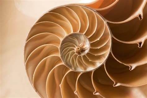 Fibonacci Day 23rd November Days Of The Year