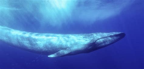 The Evasive Behavior Of Blue Whales Hakai Magazine