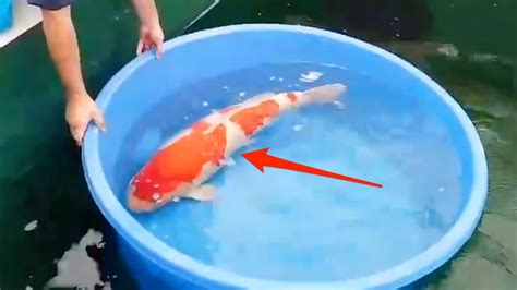 What kind of masheoom is this? This fish sold for $1.8 million — here's why some koi fish ...