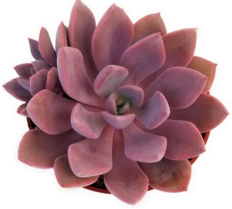 Amalie Jensen Succulent Type Plant With Pink Flowers 18 Popular