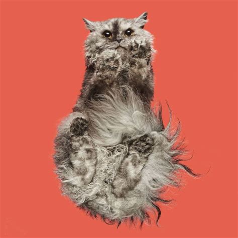 Photographer Reveals What Cats Look Like From Below
