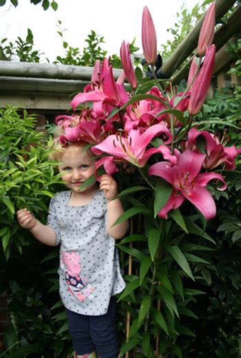 Tree Lily The Perfect Performers For Time Strapped Gardeners Blog