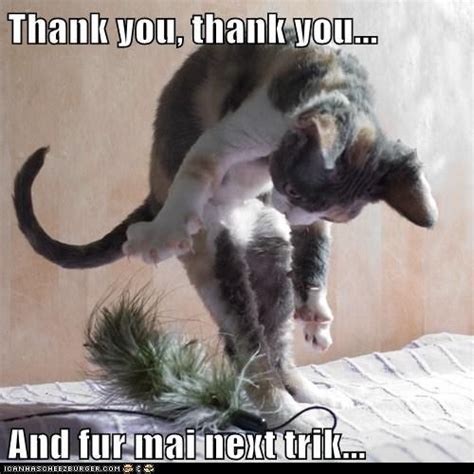 Find The Stunning Funny Cat Pictures Saying Thank You Hilarious Pets