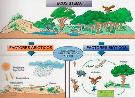 Cuales Son Los Factores Bioticos De Un Ecosistema Mixto Brainly Lat