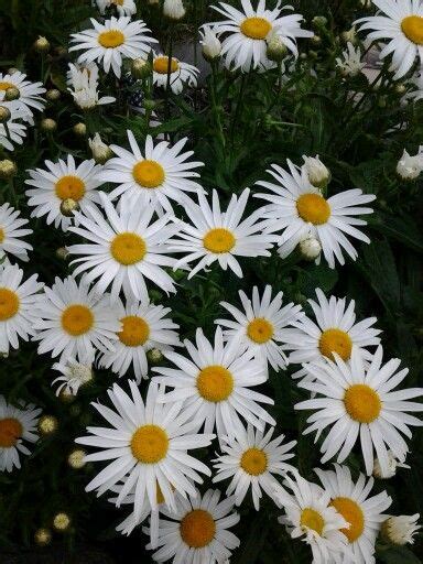 Shasta Daisy Plants Daisy Flowers