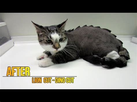 Well i search the site but didn't find an instructables on this so decided to do my own. Dragon cut - Dino cut - Cat lion cut - YouTube