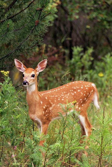 White Tailed Deer Fawn Odocoileus Photograph By Animal Images