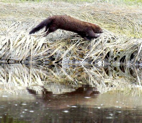 Came across this fisher cat hunting a jack rabbit while deer hunting. THE BACK STORY -: While Fishing For Belted Fisher, I Spied ...