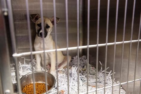 Montgomery animal shelter overwhelmed as people return pandemic pets