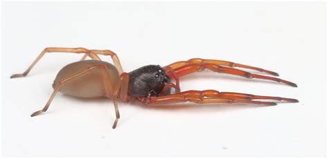 Broad Faced Sac Spider Trachelas Tranquillus Flickr