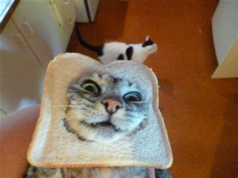 Your Cat Breading Cat Bread Cats Grumpy Cat
